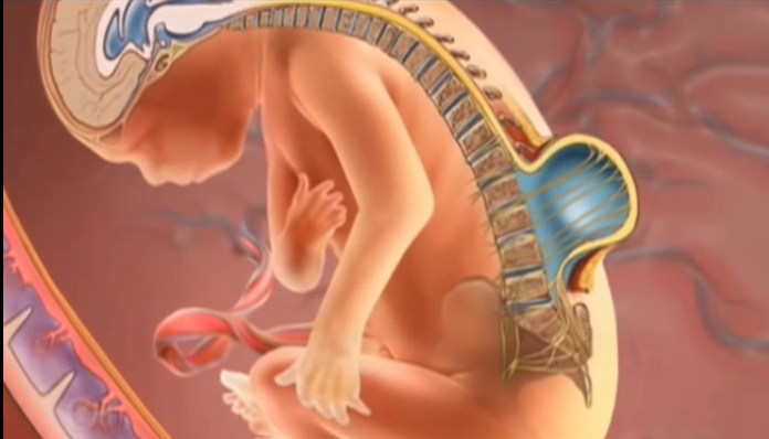 Embryo Nervousel Disorders