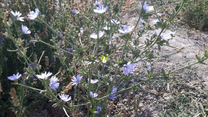Meet the Chicory