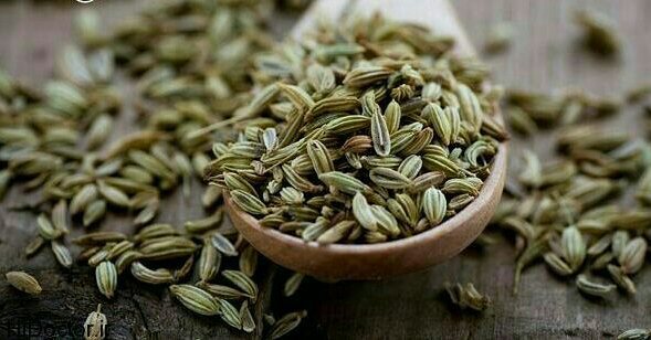 Study the miraculous properties of fennel